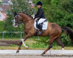 dressage horse Sir Admiral from Schneider (Oldenburg, 2007, from Sir Donnerhall I)