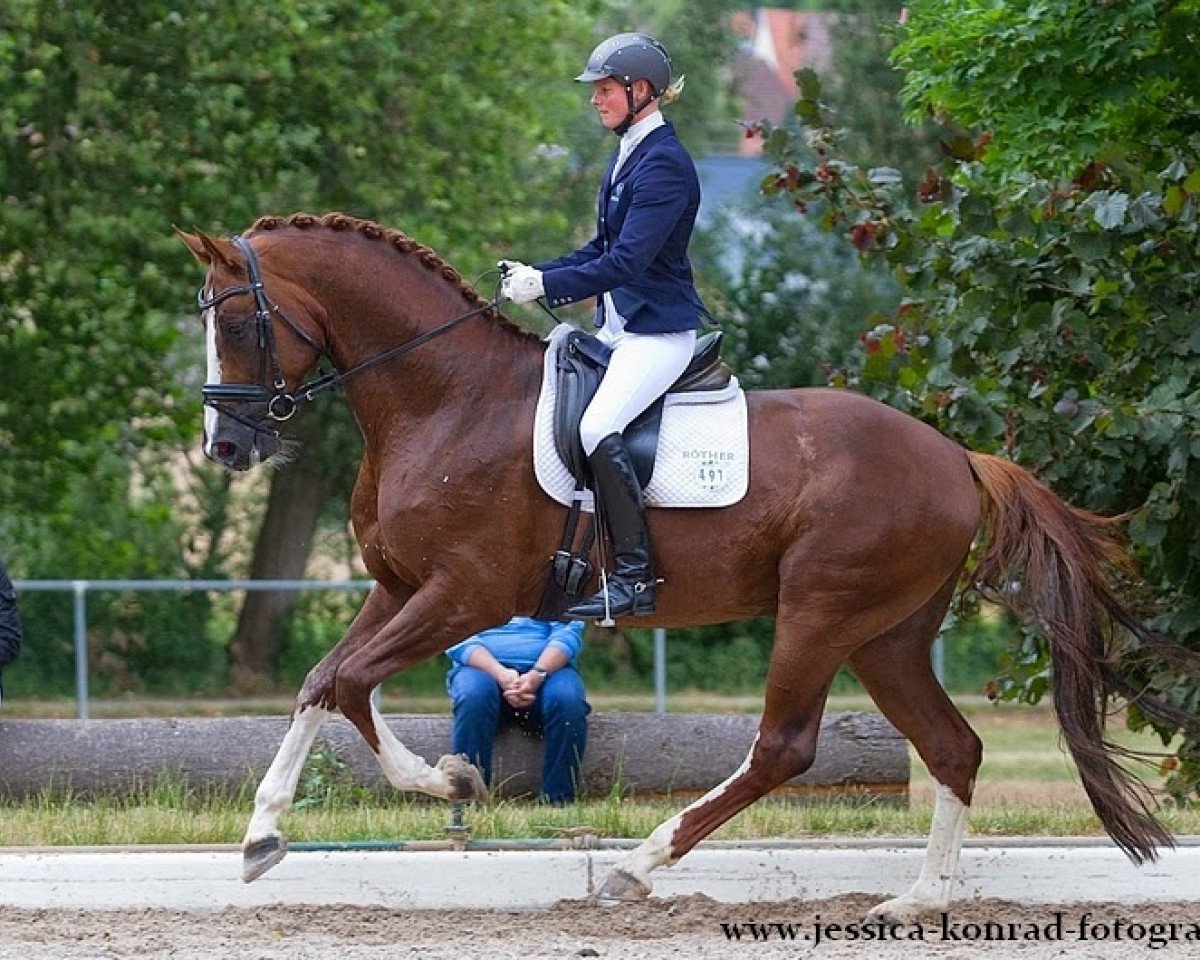 dressage horse Don Diamonts son (Bavarian, 2008, from Don Diamond)