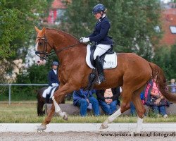 dressage horse Londonboy (Hanoverian, 2007, from Londontime)