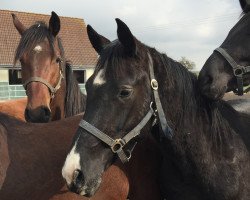 dressage horse Abercrombie 8 (Westphalian, 2014, from All At Once)