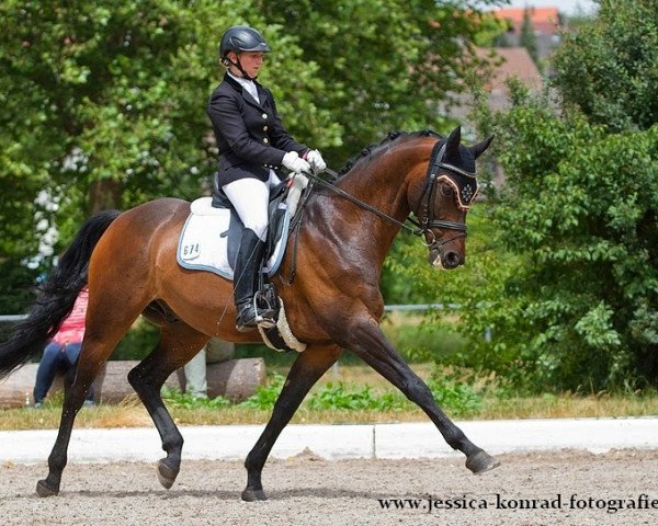 dressage horse Kentucky J (Württemberger, 2007, from Köpenick)