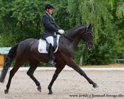 dressage horse Frizzantino 19 (Oldenburg, 2007, from Fernet)