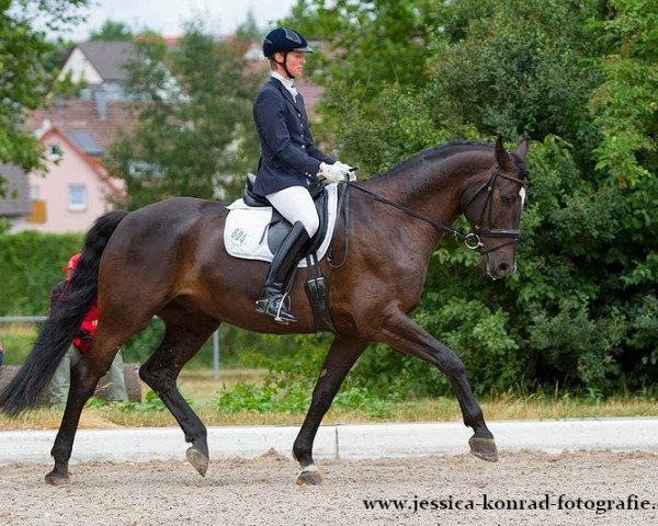 dressage horse Fridericus Rex 13 (Oldenburg, 2008, from For Compliment)