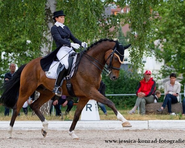 dressage horse Lauries Cosmopolitan (Hanoverian, 2004, from Lauries Crusador xx)