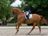 dressage horse Rodrigos E.H. (Württemberger, 2002, from Royal Diamond)