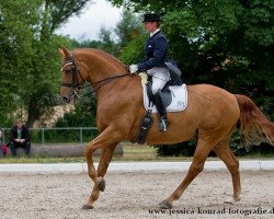 dressage horse Rodrigos E.H. (Württemberger, 2002, from Royal Diamond)