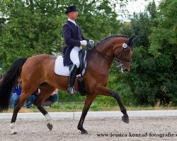 dressage horse Beyonce 2 (Westphalian, 2004, from Belissimo NRW)