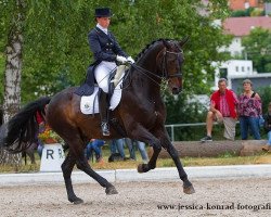 dressage horse Dynamico 2 (Hanoverian, 1998, from Don Primero)