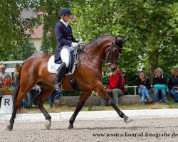 dressage horse Salut 255 (Hessian Warmblood, 2002, from Silvano)