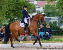 dressage horse Royal Boy H (Rhinelander, 2005, from Royal Diamond)