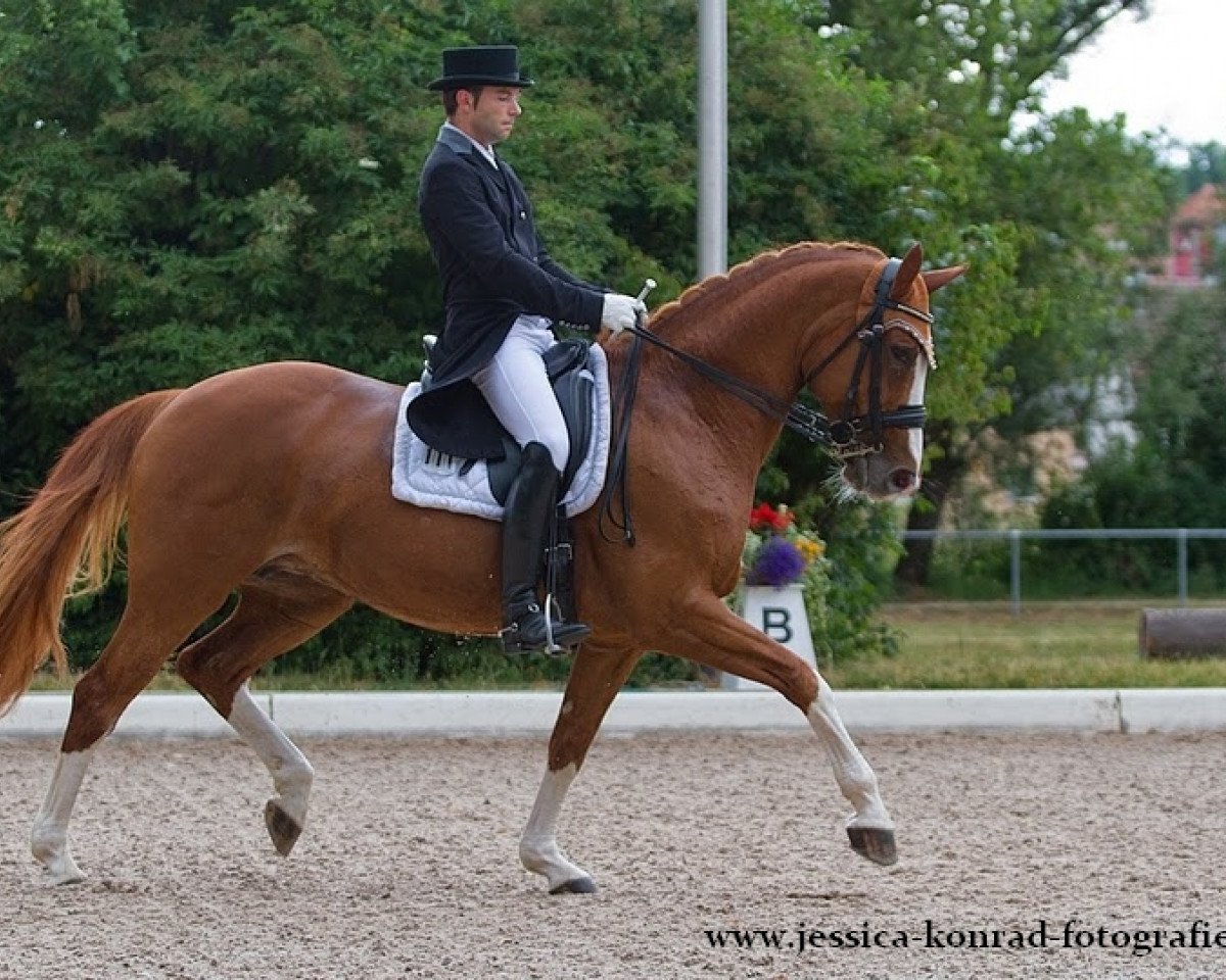 broodmare Sunny Girl 33 (Hessian Warmblood, 2003, from Samico F)