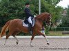 Zuchtstute Sunny Girl 33 (Hessisches Warmblut, 2003, von Samico F)