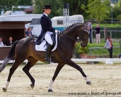 dressage horse Petrocelli 14 (Hanoverian, 1999, from Pik L)