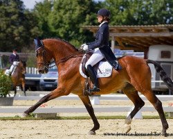 dressage horse Watango 2 (KWPN (Royal Dutch Sporthorse), 1998, from Wolfgang)