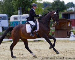 dressage horse Halloween 33 (Württemberger, 1997, from Heraldik xx)