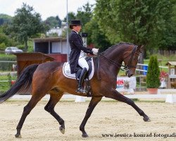 dressage horse Destino D (Oldenburg, 2003, from Dream of Heidelberg II)