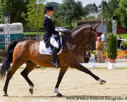 stallion Largentino (German Warmblood, 1998, from Larioso)