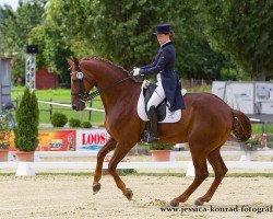 dressage horse Dorino (Hanoverian, 2001, from Dream of Glory)