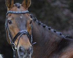 broodmare Mary Anne (Oldenburg, 1999, from Pik Noir)