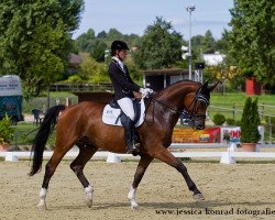 dressage horse Donnersberg 6 (German Sport Horse, 2007, from Donnersmarck)