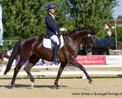 dressage horse Sanchez 37 (Württemberger, 2008, from Sir Donnerhall I)