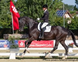 broodmare Shirley Temple 2 (Oldenburg, 2008, from Sir Donnerhall I)