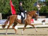 dressage horse Do it later H (German Riding Pony, 2000, from FS Don't Worry)