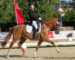 dressage horse Do it later H (German Riding Pony, 2000, from FS Don't Worry)