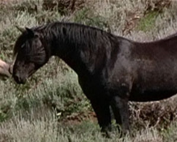 Pferd Raven (Mustang,  )