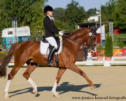 dressage horse Davidoff 131 (German Warmblood, 2000, from Dornenkönig)