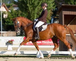 dressage horse Fürstengold 5 (Westphalian, 2005, from Fürst Heinrich)