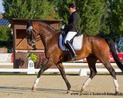 dressage horse Schröder 45 (Westphalian, 2005, from Sir Donnerhall I)