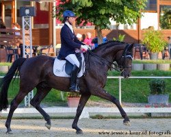 dressage horse Söhnlein Brillant 2 (Oldenburg, 2006, from Sandro Hit)