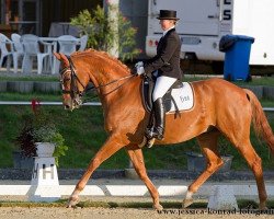 dressage horse Rico 622 (Württemberger, 2004, from Royaldik)