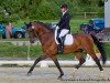 dressage horse Davy Krokket (Württemberger, 2001, from Dr. Jackson D)