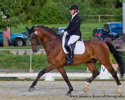 dressage horse Davy Krokket (Württemberger, 2001, from Dr. Jackson D)