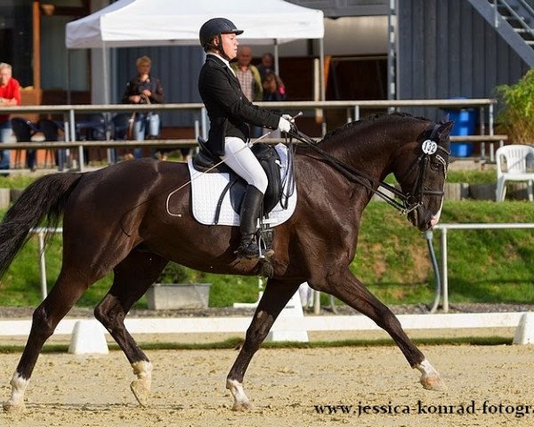 dressage horse Highway 29 (Hanoverian, 2004, from His Highness)