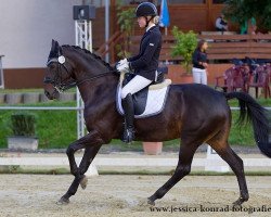 dressage horse Dike 6 (Hanoverian, 2001, from Del Piero)