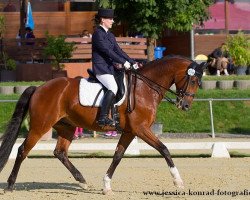 dressage horse Chocolate Cream B (Oldenburg, 2005, from Chico's Boy)