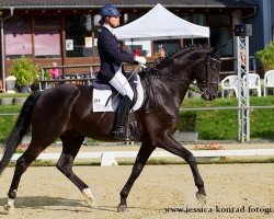 stallion San Gennaro (Hanoverian, 2006, from San Remo)