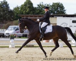 dressage horse Joop R (Württemberger, 2005, from Jazz Time)