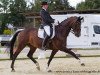 dressage horse Diothima (Zweibrücken, 2005, from Diamond Hit)