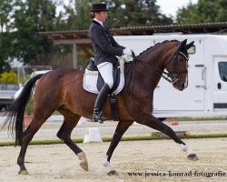 dressage horse Diothima (Zweibrücken, 2005, from Diamond Hit)