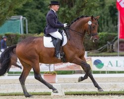 dressage horse Pennino 2 (Trakehner, 2006, from Elfengeist)