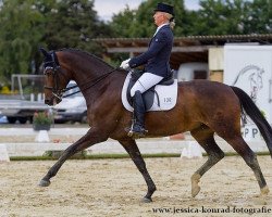 dressage horse Horse & Hound's HIStory (Oldenburg, 2005, from Hohenstein I)