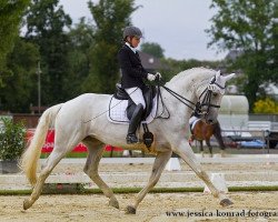 dressage horse Casique (Württemberger, 1999, from Cabaret)