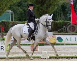 dressage horse Boneco (Lusitano, 2006, from Qualificado)