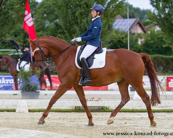 dressage horse Why Not 266 (KWPN (Royal Dutch Sporthorse), 2003, from Gribaldi)