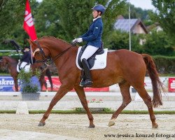 Dressurpferd Why Not 266 (Schwedisches Warmblut, 2003, von Gribaldi)