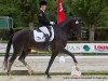 dressage horse Purble Sun (German Sport Horse, 2009, from Sir Donnerhall I)